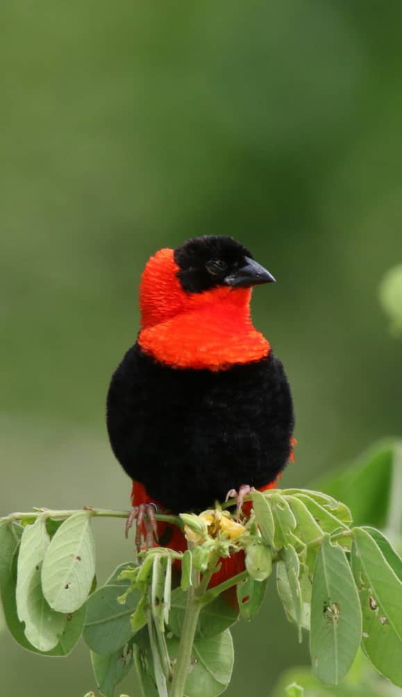 Close-up of a colorful bird in The Gambia