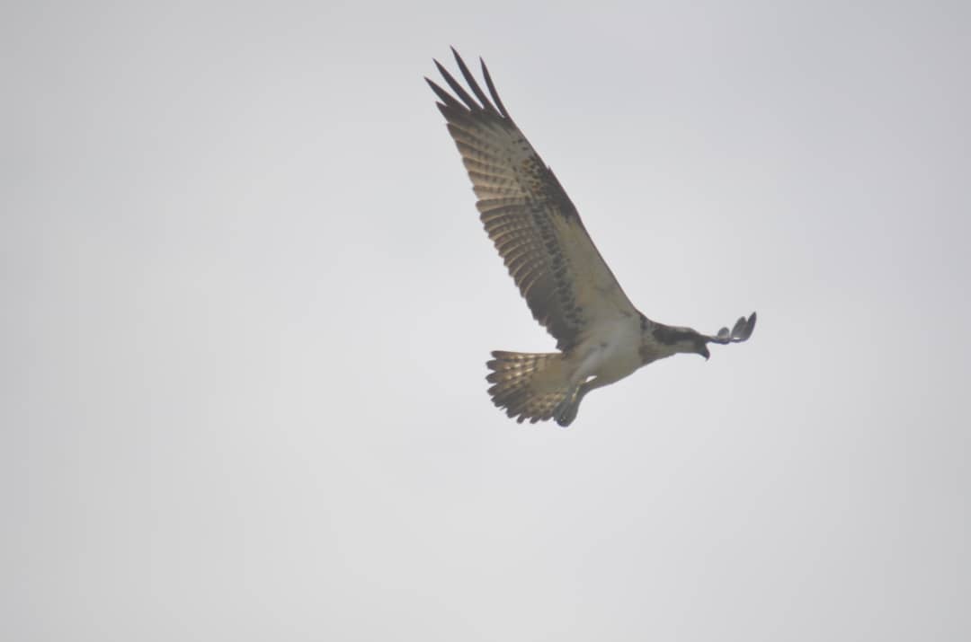 African kingfisher resting on a branch