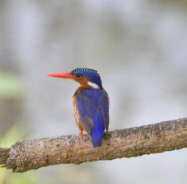 Red and yellow bird calling from a tree