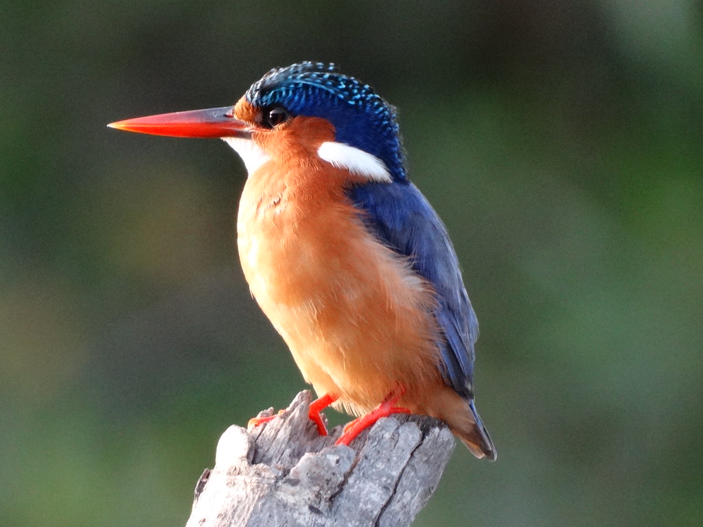 Palm-lined section of Kotu Creek